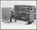 Tying crates of peas on truck at the contractor's pea pickers outfit, Nampa, Idaho