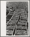 Crates of freshly-picked green peas, Nampa, Idaho