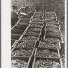 Crates of freshly-picked green peas, Nampa, Idaho