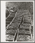 Crates of freshly-picked green peas, Nampa, Idaho