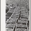 Crates of freshly-picked green peas, Nampa, Idaho
