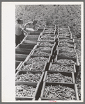 Crates of freshly-picked green peas, Nampa, Idaho