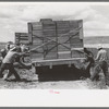 Tying crates of peas on truck at the farm for transporting to town where they will be packed for shipment. This is the part of the labor contractor's crew, Nampa, Idaho