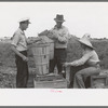Weighing hamper of peas, Nampa, Idaho. This is part of the labor contractor's crew. If you want to be paid on this job you pick a full hamper