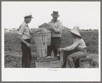 Weighing hamper of peas, Nampa, Idaho. This is part of the labor contractor's crew. If you want to be paid on this job you pick a full hamper