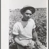 Pea picker who travels with labor contractor, Nampa, Idaho