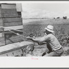 Pea pickers who travel with labor contractors, Nampa, Idaho