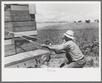 Pea pickers who travel with labor contractors, Nampa, Idaho