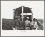 Soft drink wagon in pea field picked by labor contractor's crew, Nampa, Idaho