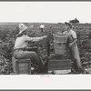 Weighing hamper of peas, Nampa, Idaho. This is part of the labor contractor's crew