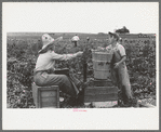 Weighing hamper of peas, Nampa, Idaho. This is part of the labor contractor's crew