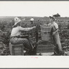 Weighing hamper of peas, Nampa, Idaho. This is part of the labor contractor's crew