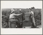 Weighing hamper of peas, Nampa, Idaho. This is part of the labor contractor's crew