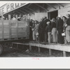 High school boys and girls get in trucks to go to pea fields, Nampa, Idaho