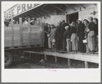 High school boys and girls get in trucks to go to pea fields, Nampa, Idaho