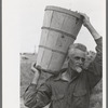 Pea picker with hamper of peas, Nampa, Idaho