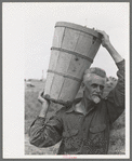 Pea picker with hamper of peas, Nampa, Idaho