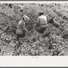 Labor contractor's crew at work in pea fields, Nampa, Idaho