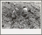 Labor contractor's crew at work in pea fields, Nampa, Idaho