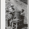 Weighing in a hamper of peas. Labor contractor's pea pickers crew, Nampa, Idaho