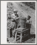 Weighing in a hamper of peas. Labor contractor's pea pickers crew, Nampa, Idaho