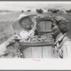 Pea pickers bring in hampers of peas, Nampa, Idaho