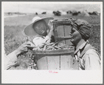 Pea pickers bring in hampers of peas, Nampa, Idaho