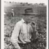 Picker of labor contractor's crew, Nampa, Idaho