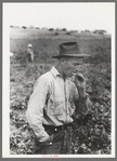 Picker of labor contractor's crew, Nampa, Idaho