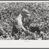 Picking peas, labor contractor's crew. Nampa, Idaho