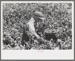 Picking peas, labor contractor's crew. Nampa, Idaho