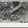 Detail, picking peas, Nampa, Idaho