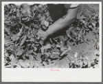 Detail, picking peas, Nampa, Idaho