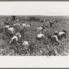Labor contractor's crew picking peas, Nampa, Idaho