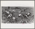 Labor contractor's crew picking peas, Nampa, Idaho