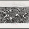 Labor contractor's crew picking peas, Nampa, Idaho