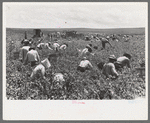 Labor contractor's crew picking peas, Nampa, Idaho