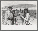 Checking in hamper of peas. Labor contractor's crew, Nampa, Idaho