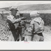 Checking in hamper of peas. Labor contractor's crew, Nampa, Idaho