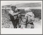 Checking in hamper of peas. Labor contractor's crew, Nampa, Idaho