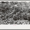 Children in the pea fields, labor contractor crew, Nampa, Idaho. These children were not picking, they accompanied their parents to the fields