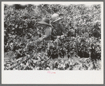 Children in the pea fields, labor contractor crew, Nampa, Idaho. These children were not picking, they accompanied their parents to the fields