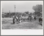 The pony ride concession on the Fourth of July at Vale, Oregon