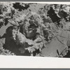 A head of lettuce in a field, Canyon County, Idaho