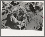 A head of lettuce in a field, Canyon County, Idaho