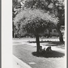 Boys read storybooks in the shade, Caldwell, Idaho