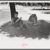 Boys read storybooks in the shade, Caldwell, Idaho