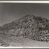 Pile of pulpwood for papermill at International Falls, Minnesota