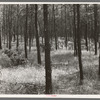 Stand of jack pine, Black River Falls land use project, Wisconsin