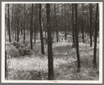 Stand of jack pine, Black River Falls land use project, Wisconsin